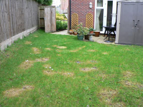 before garden redesign